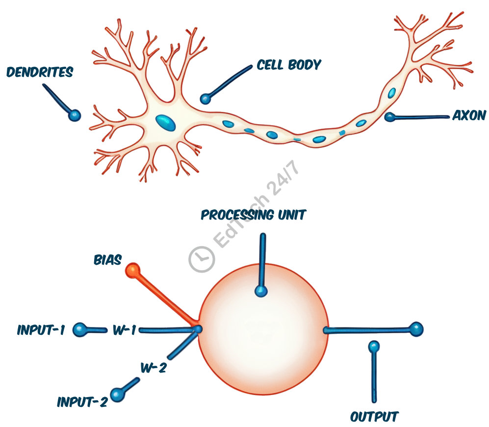 neurons